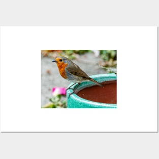 Robin Red Breast Bird Photography Poster Posters and Art